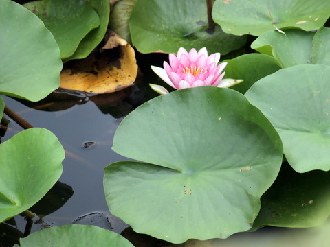 水蓮の花　冒頭用