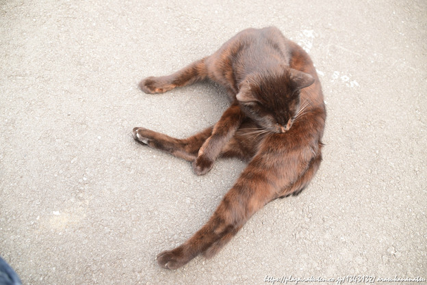 ねこねこねこねこねこ🐈😾 | 今日の予定 - 楽天ブログ