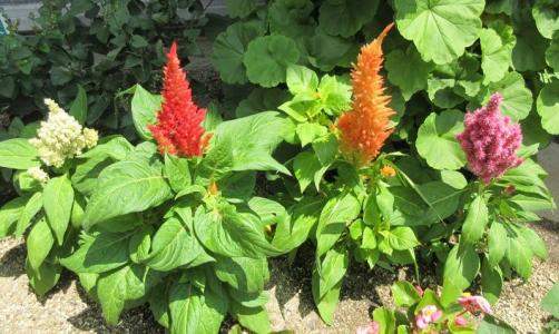多肉植物の育て方 狭い庭を花いっぱいにする育て方 楽天ブログ 多肉植物の育て方 狭い庭を花いっぱいにする育て方 楽天ブログ