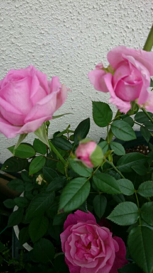 rblog-20160427171701-03.jpg