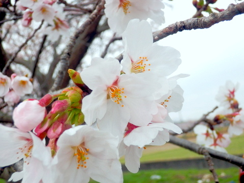 マクロの桜-2