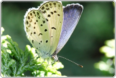 実家の庭で-9 ヤマトシジミ-2 13.9.10