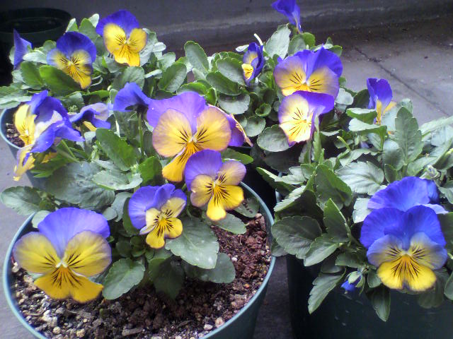 2011121510390001.jpg