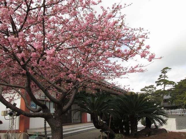 誕生寺_0939.jpg