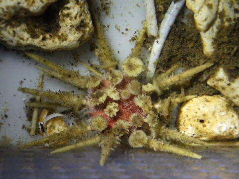 ミカドウニ（Goniocidaris mikado）27　深海性ウニの飼育　キダリス類