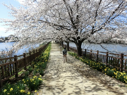 ヤチ公園桜