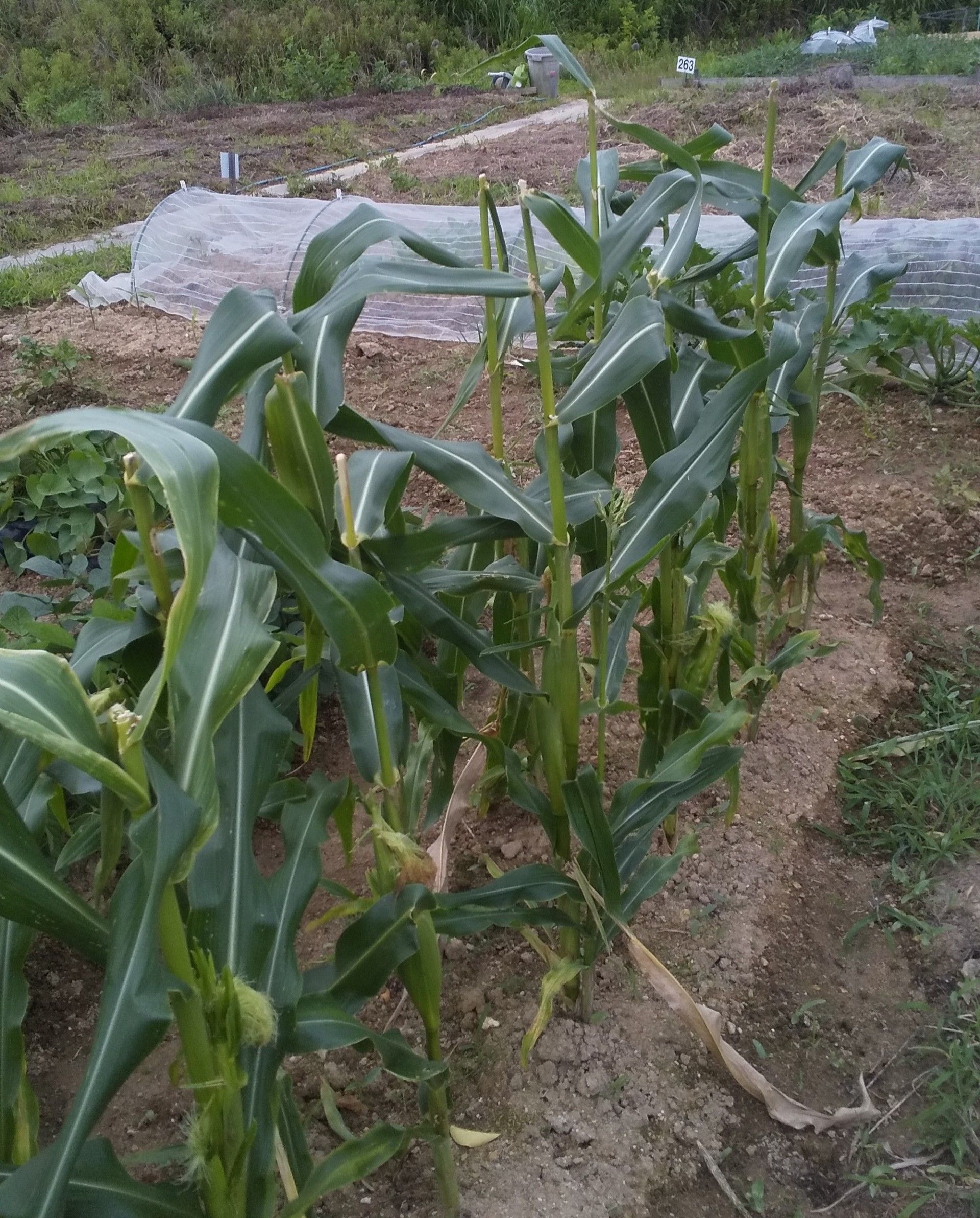 トウモロコシ サツマイモ ゴマ 枝豆 まろ1923のブログ 楽天ブログ