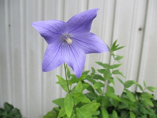 IMG_4969ss.jpg
