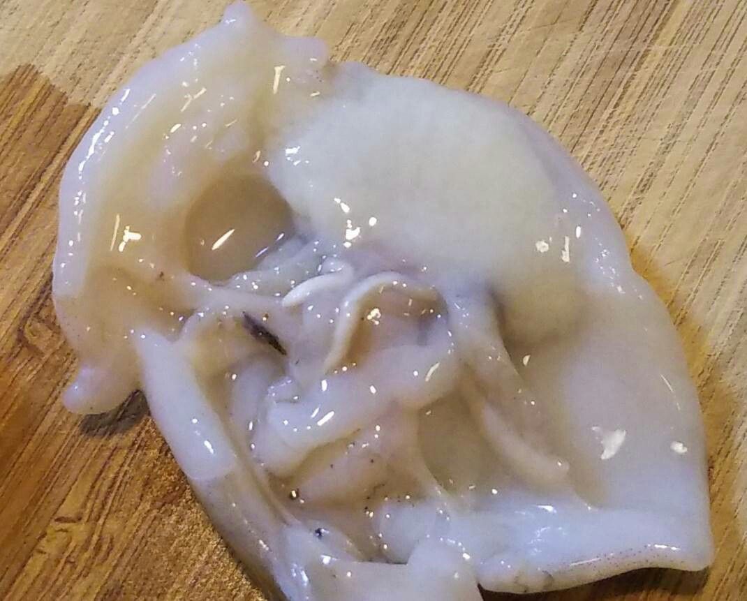 イイダコの解剖授業 卵キモ イイダコさぁんきょぉうだぁい 3兄弟 ホームスクーラーでギフテッドのｒ君の夢中な色々 楽天ブログ