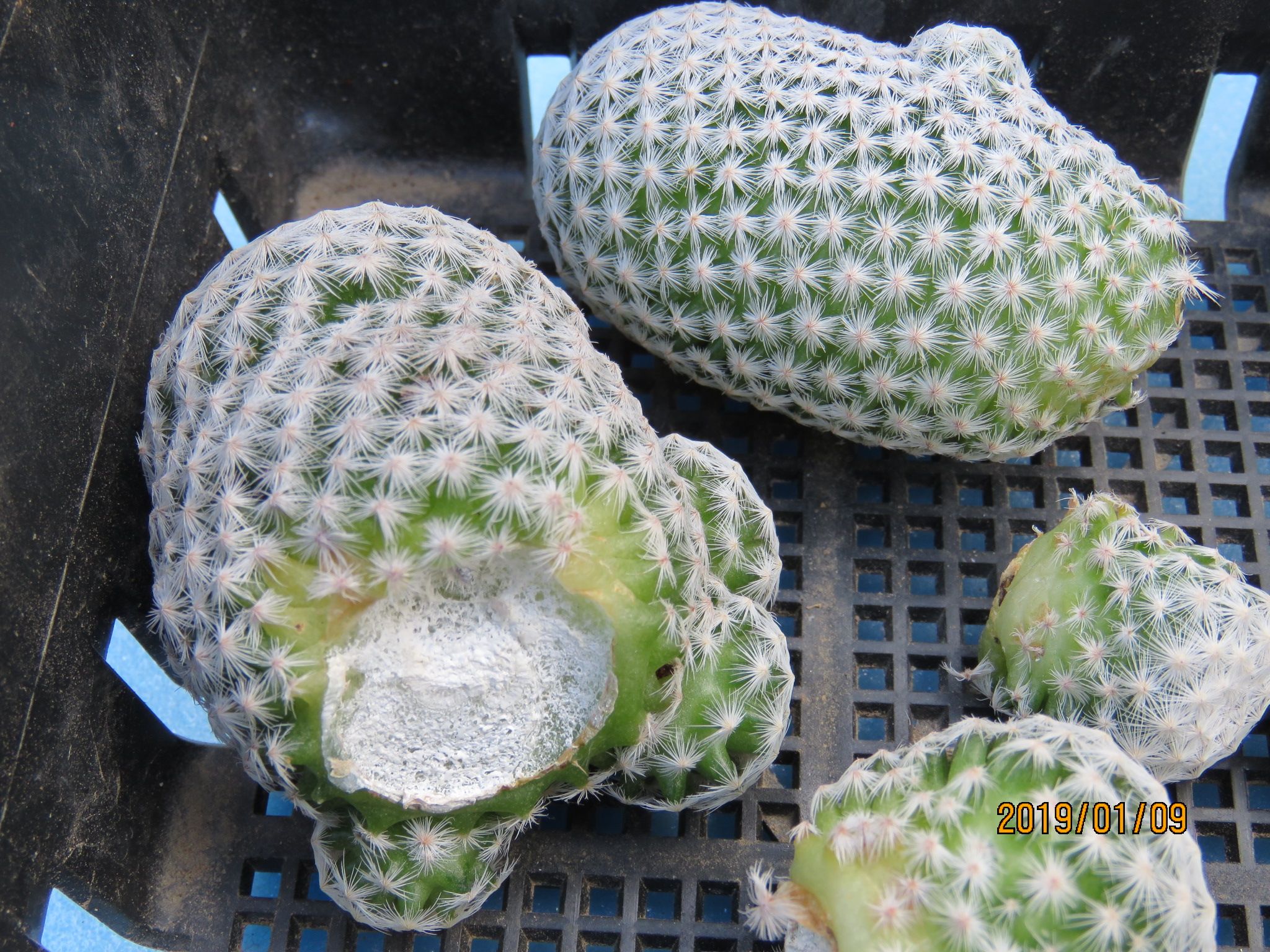 マミラリア属 白鳥さんのカキコ びびるタニサボ達 楽天ブログ
