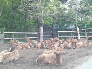 これ なんだっけか(;´д｀)？