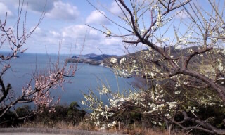 瀬戸内海と梅・世界の梅公園にて