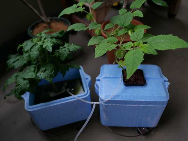 ベランダのミニトマト水耕栽培容器を改良 Verandism べらんでぃずむ ベランダ菜園とか 楽天ブログ