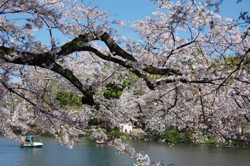 井の頭恩賜公園にて