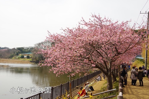 三浦海岸の河津桜