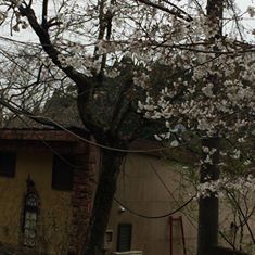 平山温泉桜.jpg
