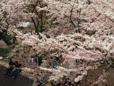夙川桜歩き4