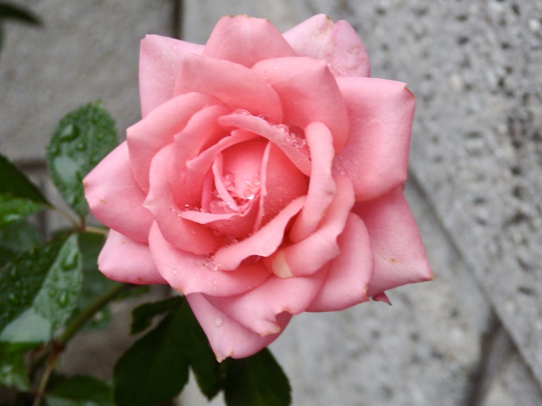 雨に濡れたバラも良い Quatre Saisons ベランダとお庭の四季 楽天ブログ