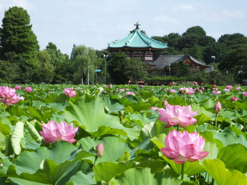 上野不忍池にて