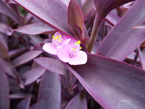 9-03 murasakigoten-b.jpg