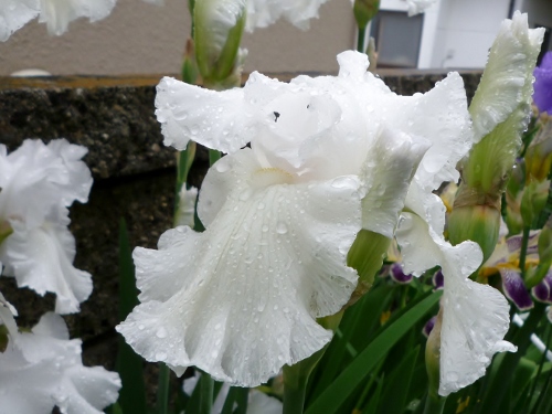 P1150205 (500x375).jpg