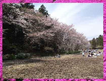 額桜2.jpg