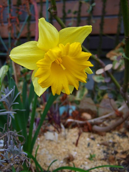 スイセンの花