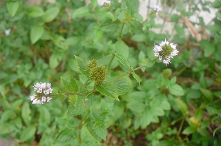 P1330784ss.jpg