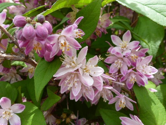 桜ウツギ 更紗空木 白花八重空木 紫陽花 数種類 写真あり 私の好きな花 楽天ブログ