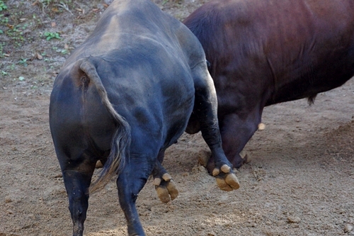 闘牛　頭突き