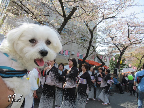 馬込文士村大桜まつり