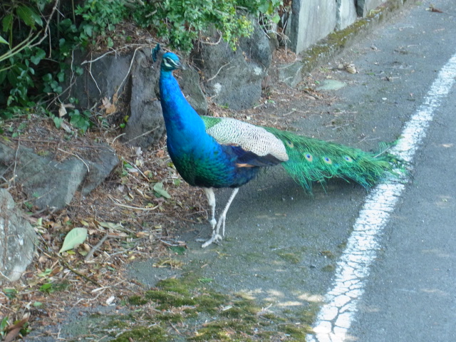 くじゃく