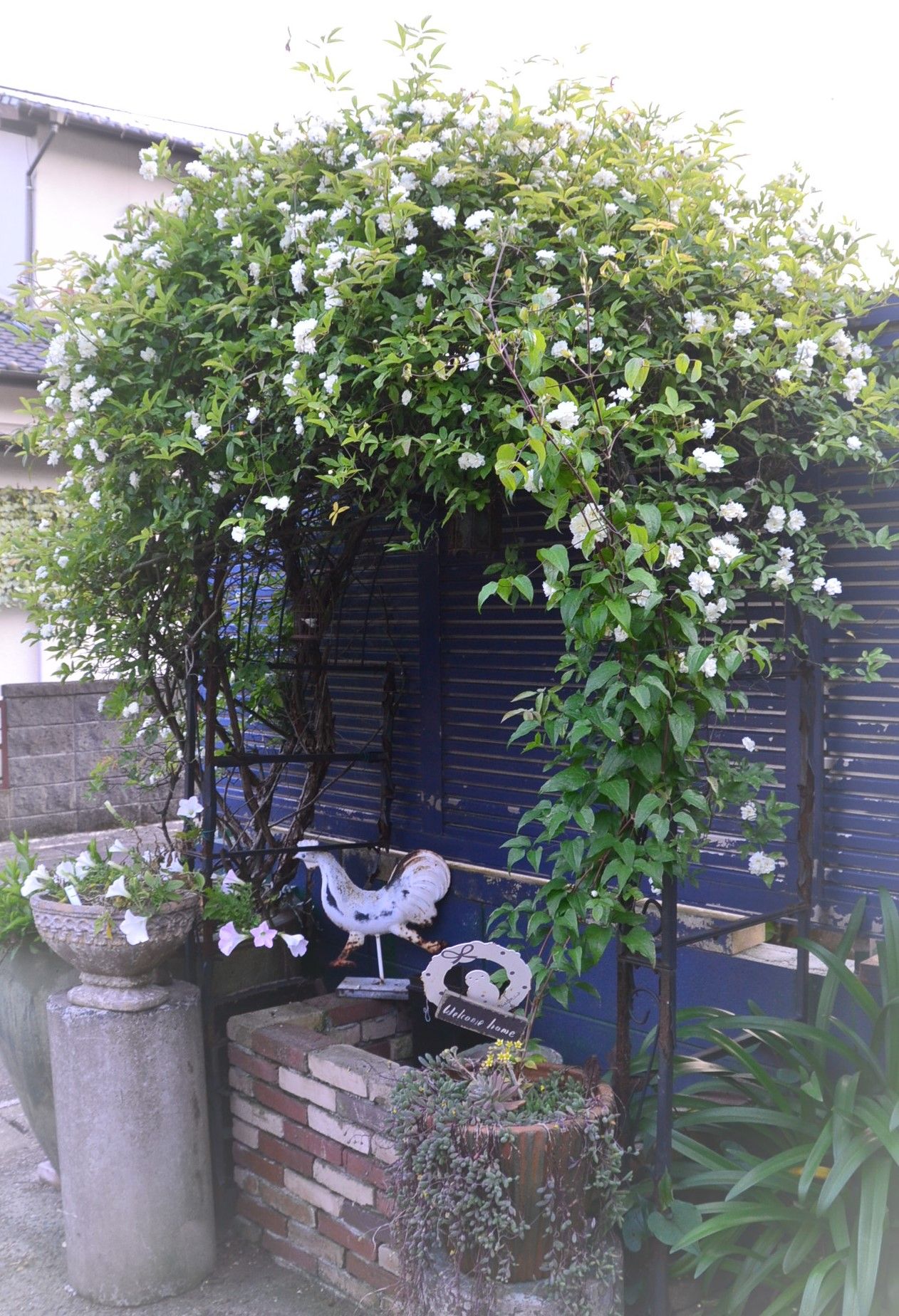 大好きな5月 ようこそブルーガーデンへ 楽天ブログ