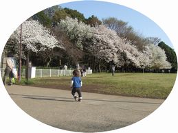 20120412_桜.JPG