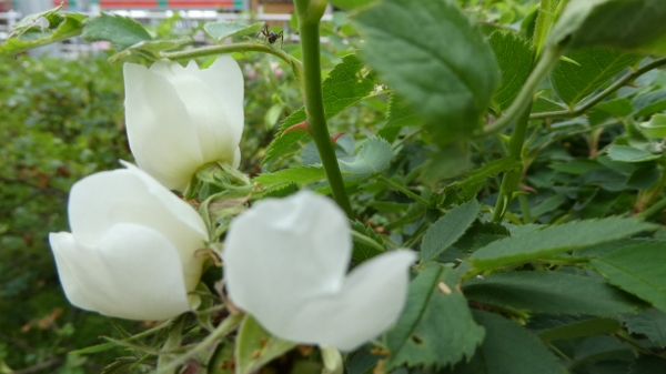 P1000125 (600x337).jpg