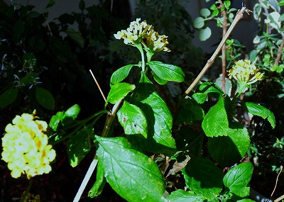 DSCF2263.jpg