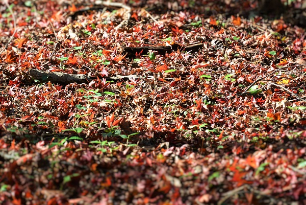 修善寺自然公園もみじ林