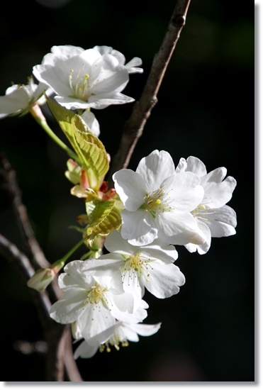 樹木公園-4 小汐山 15.4.18