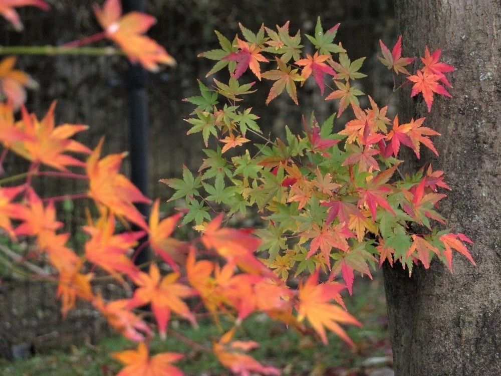 公園のモミジ紅葉の様子 庭のコバノセンナ 大分金太郎の花鳥蝶月 楽天ブログ