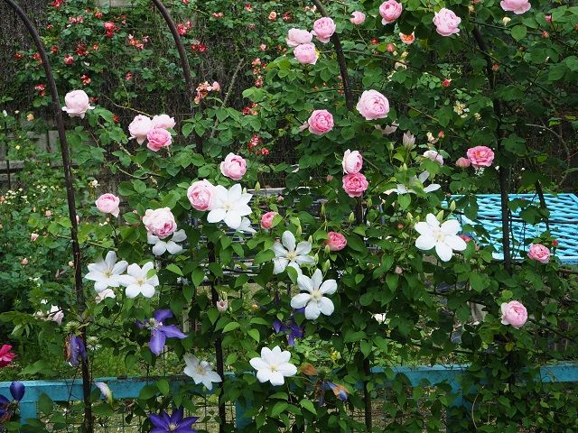 この咲き方にびっくりぽん ｅｒ２０１８年新品種 ヴァネッサ ベル 満開のラブソング ザ リーヴ ピーチヒルの薔薇日記 楽天ブログ