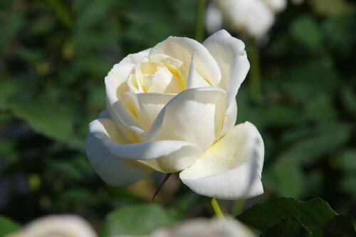 生田緑地ばら苑の秋薔薇