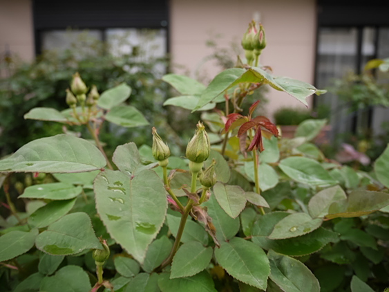 ゼフィリーヌ・ドルーアン