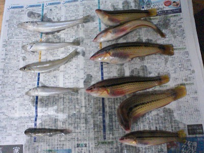 20120827 turi-tyoukas-.jpg