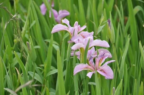 菖蒲城址、菖蒲園