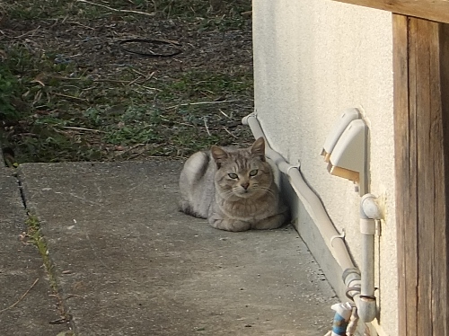 樫野埼灯台　和歌山　水仙　猫　トルコ　