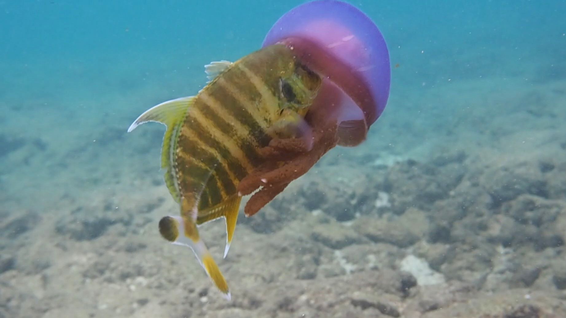 テンジクアジ幼魚 With ムラサキクラゲ デコボコ潜水 楽天ブログ