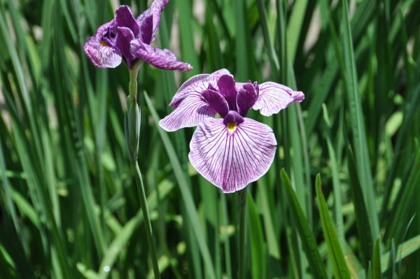 菖蒲・紫陽花