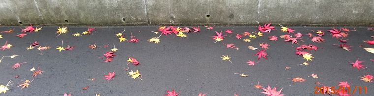 １１／１１歩道に散らばる紅葉.jpg