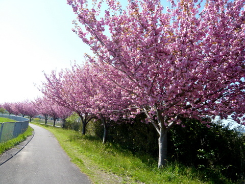 下流から見た八重桜の列の満開