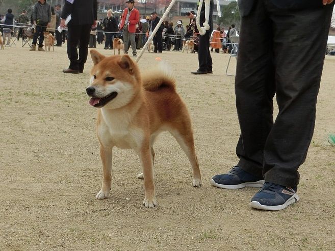 第１１６回全国展 岡山 小型若犬組編 柴楽日記 楽天ブログ